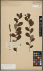 Foto von Salix aurita L.